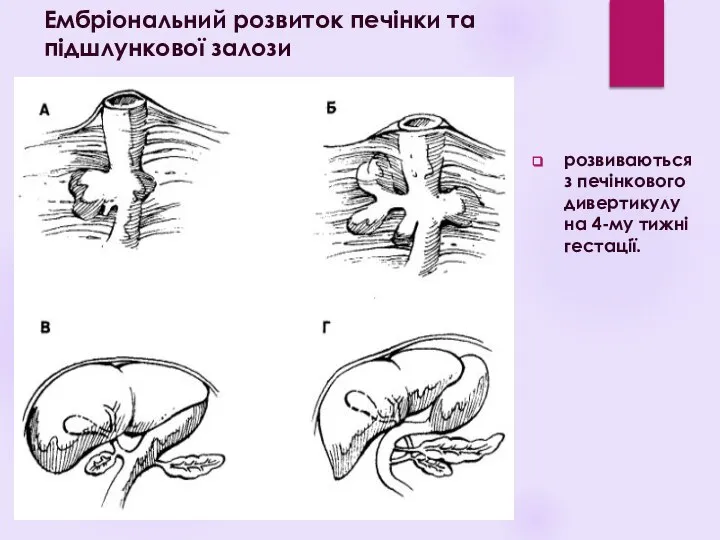 розвиваються з печінкового дивер​тикулу на 4-му тижні гестації. Ембріональний розвиток печінки та підшлункової залози