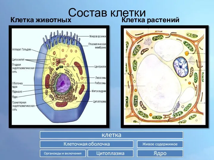 Состав клетки Клетка животных Клетка растений