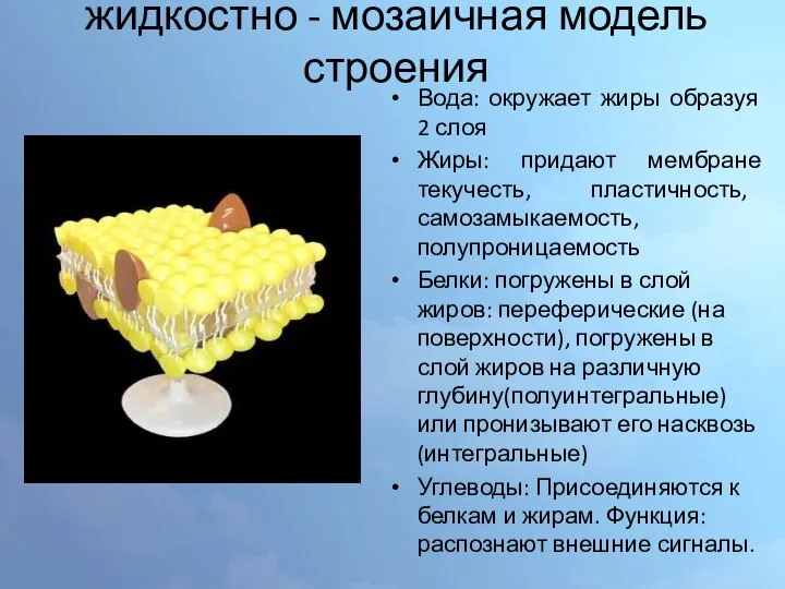 жидкостно - мозаичная модель строения Вода: окружает жиры образуя 2 слоя Жиры: