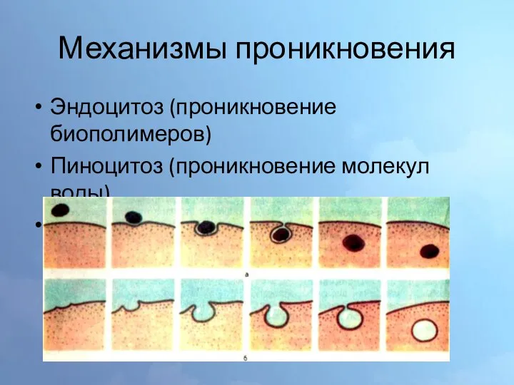 Механизмы проникновения Эндоцитоз (проникновение биополимеров) Пиноцитоз (проникновение молекул воды) Фагоцитоз (проникновение твёрдых частиц)