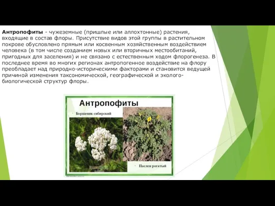 Антропофиты - чужеземные (пришлые или аллохтонные) растения, входящие в состав флоры. Присутствие