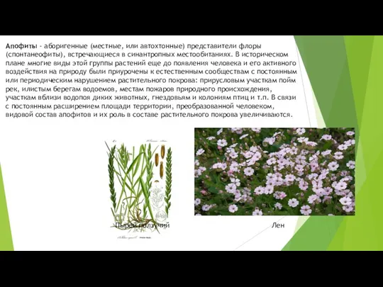 Апофиты - аборигенные (местные, или автохтонные) представители флоры (спонтанеофиты), встречающиеся в синантропных