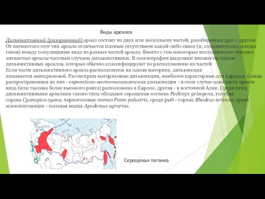 Виды ареалов Дизъюнктивный {разорванный) ареал состоит из двух или нескольких частей, разобщенных