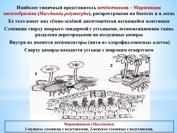 Наиболее типичный представитель печёночников – Маршанция многообразная (Marchantia polymorpha), распространена на болотах