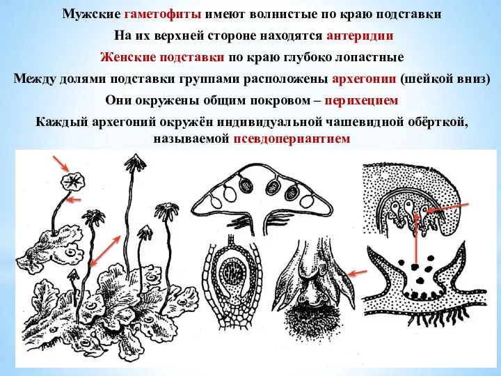 Мужские гаметофиты имеют волнистые по краю подставки На их верхней стороне находятся