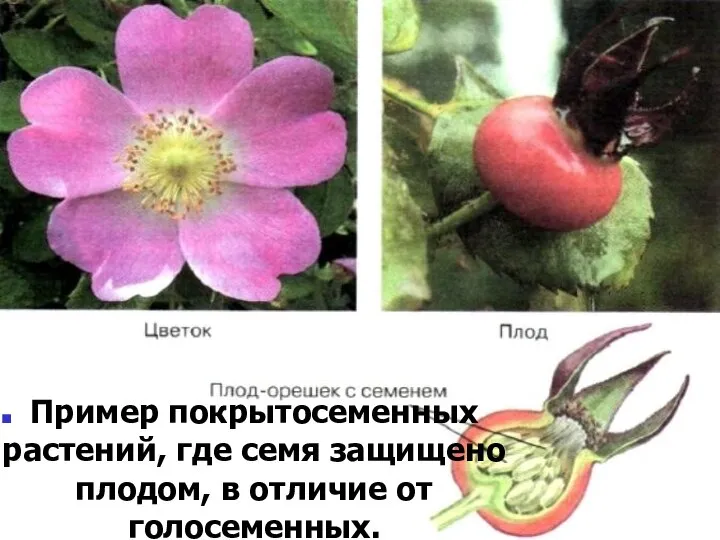 Пример покрытосеменных растений, где семя защищено плодом, в отличие от голосеменных.