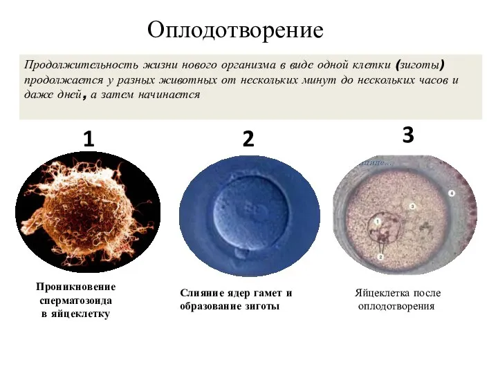 Проникновение сперматозоида в яйцеклетку Слияние ядер гамет и образование зиготы 1 2