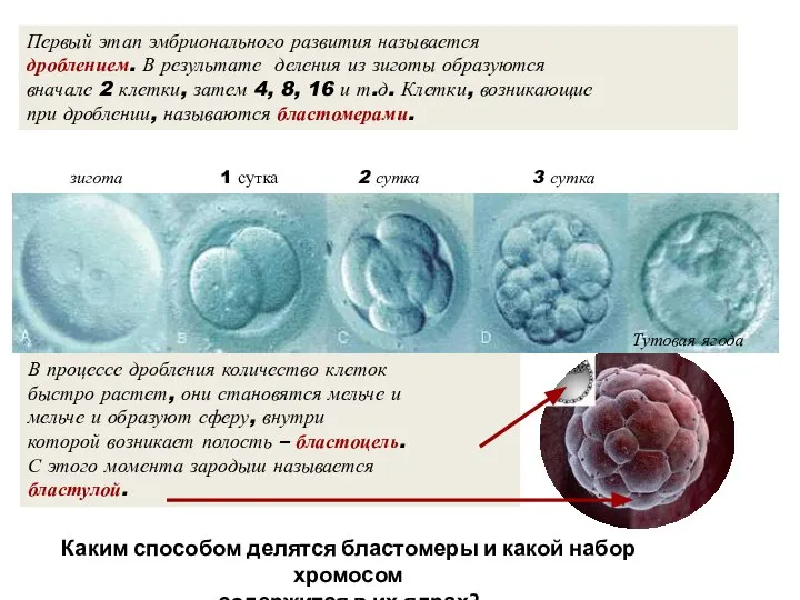 Первый этап эмбрионального развития называется дроблением. В результате деления из зиготы образуются