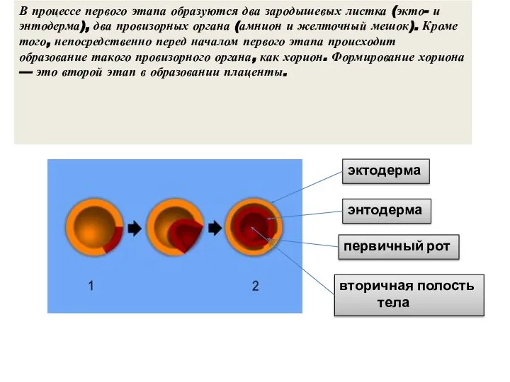 В процессе первого этапа образуются два зародышевых листка (экто- и энтодерма), два