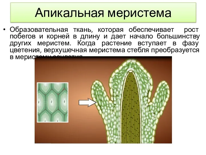 Апикальная меристема Образовательная ткань, которая обеспечивает рост побегов и корней в длину