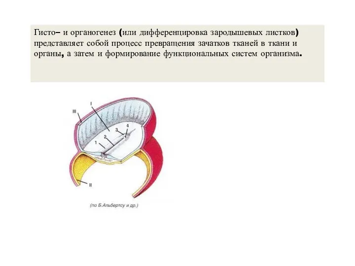 Гисто– и органогенез (или дифференцировка зародышевых листков) представляет собой процесс превращения зачатков