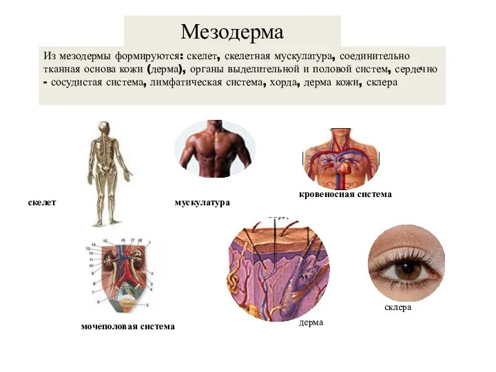 мускулатура кровеносная система скелет мочеполовая система Из мезодермы формируются: скелет, скелетная мускулатура,