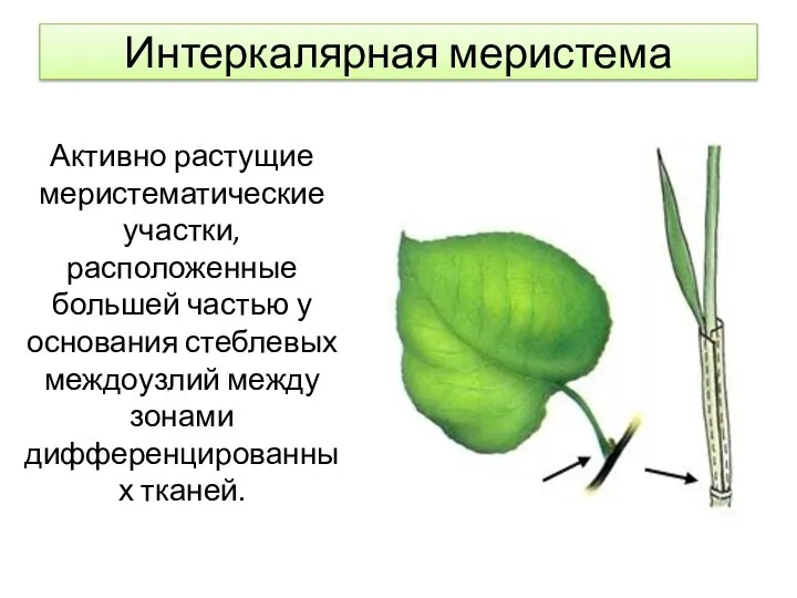 Интеркалярная меристема Активно растущие меристематические участки, расположенные большей частью у основания стеблевых