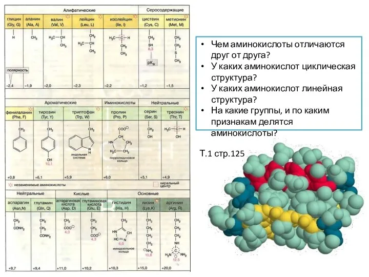 Чем аминокислоты отличаются друг от друга? У каких аминокислот циклическая структура? У