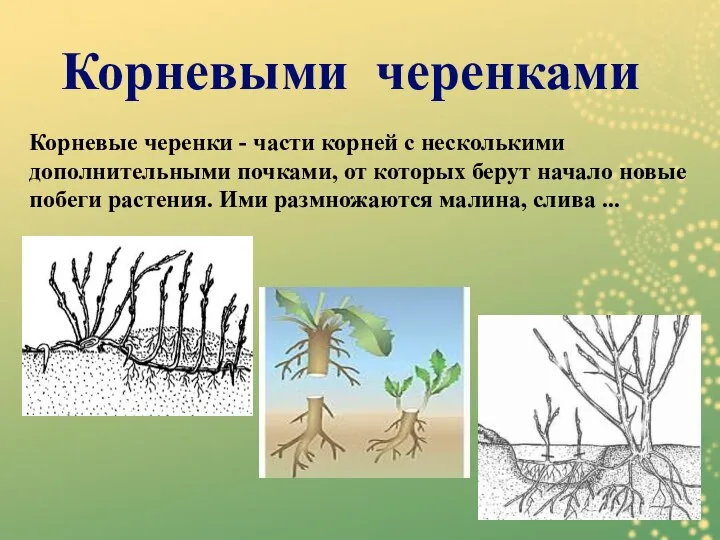 Корневые черенки - части корней с несколькими дополнительными почками, от которых берут