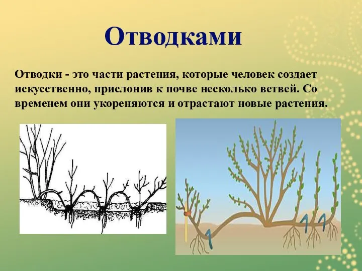 Отводки - это части растения, которые человек создает искусственно, прислонив к почве