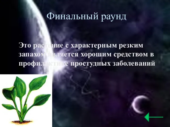Финальный раунд Это растение с характерным резким запахом является хорошим средством в профилактике простудных заболеваний