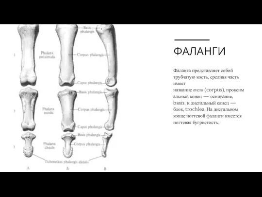 ФАЛАНГИ Фаланга представляет собой трубчатую кость, средняя часть имеет название тело (corpus),