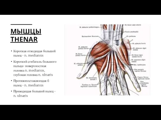 МЫШЦЫ THENAR Короткая отводящая большой палец - n. medianus Короткий сгибатель большого