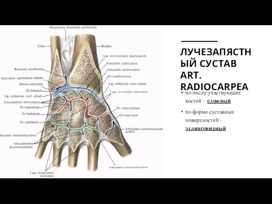 ЛУЧЕЗАПЯСТНЫЙ СУСТАВ АRT. RADIOCARPEA по числу участвующих костей - сложный по форме суставных поверхностей - эллипсовидный