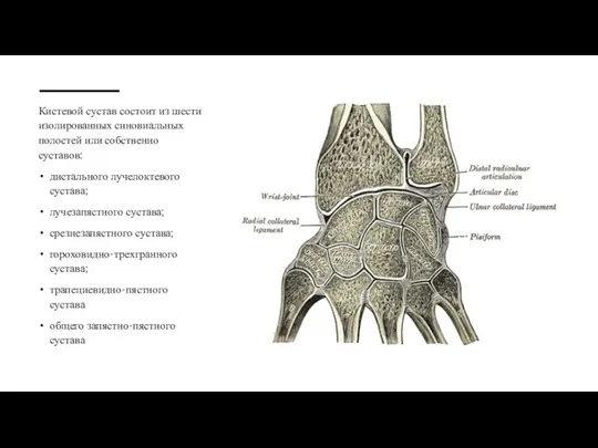 Кистевой сустав состоит из шести изолированных синовиальных полостей или собственно суставов: дистального