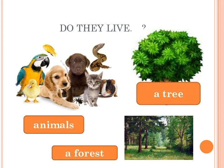 DO THEY LIVE….? animals a tree a forest