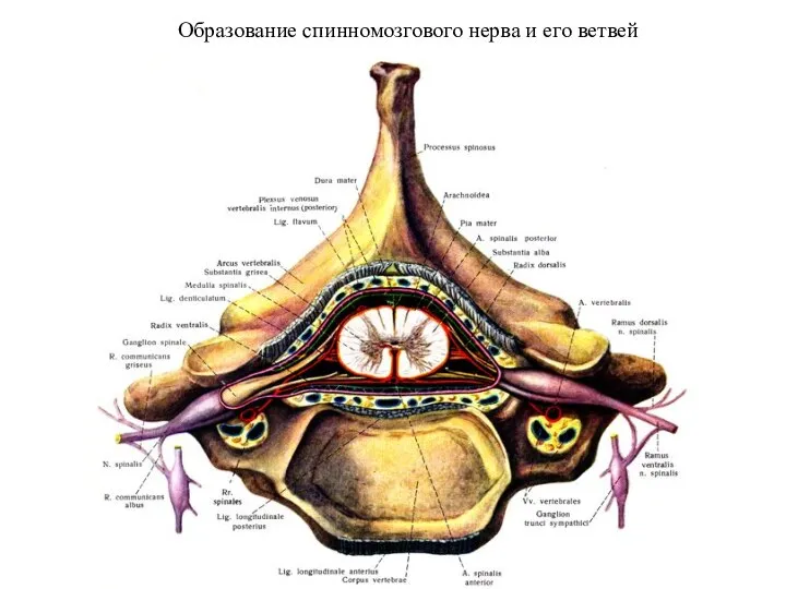 Образование спинномозгового нерва и его ветвей