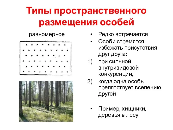 Типы пространственного размещения особей равномерное Редко встречается Особи стремятся избежать присутствия друг