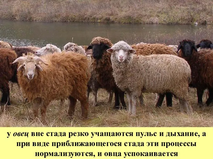 у овец вне стада резко учащаются пульс и дыхание, а при виде