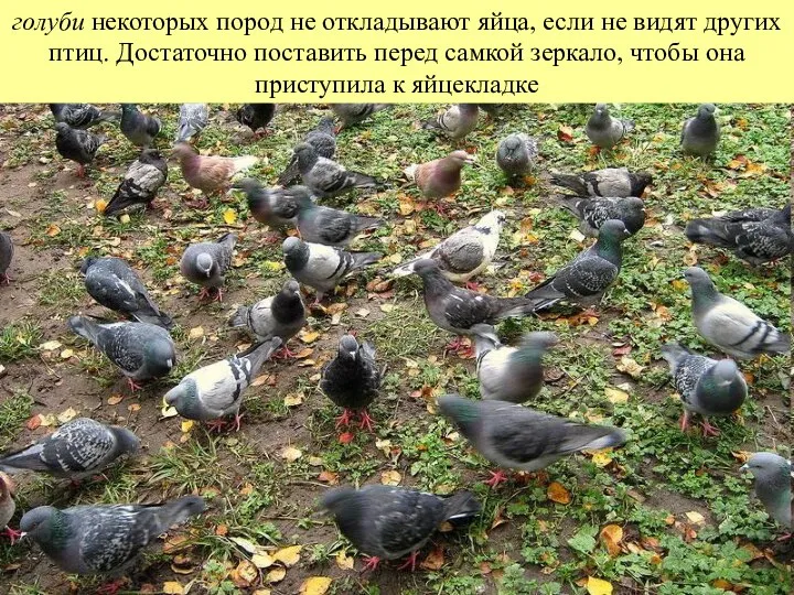 голуби некоторых пород не откладывают яйца, если не видят других птиц. Достаточно