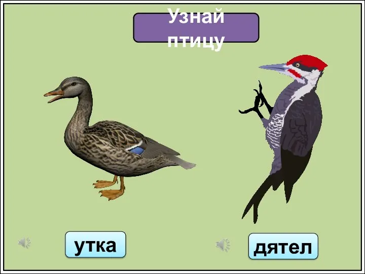 Узнай птицу утка дятел