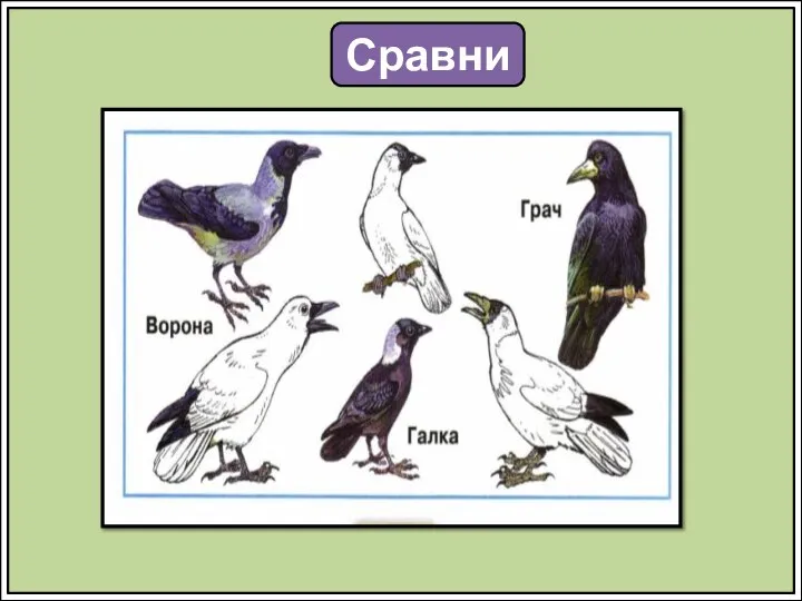 Сравни