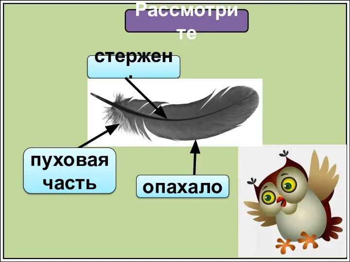 Рассмотрите стержень пуховая часть опахало