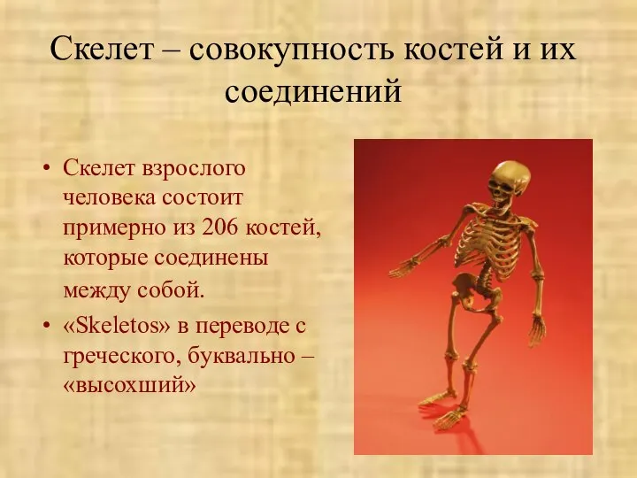 Скелет – совокупность костей и их соединений Скелет взрослого человека состоит примерно