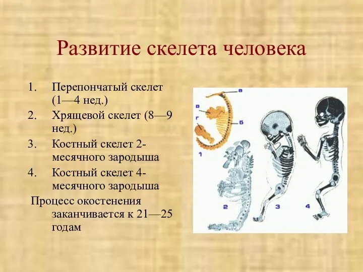 Развитие скелета человека Перепончатый скелет (1—4 нед.) Хрящевой скелет (8—9 нед.) Костный