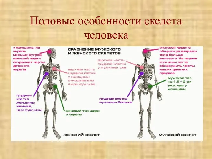 Половые особенности скелета человека