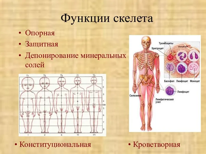 Функции скелета Опорная Защитная Депонирование минеральных солей Кроветворная Конституциональная