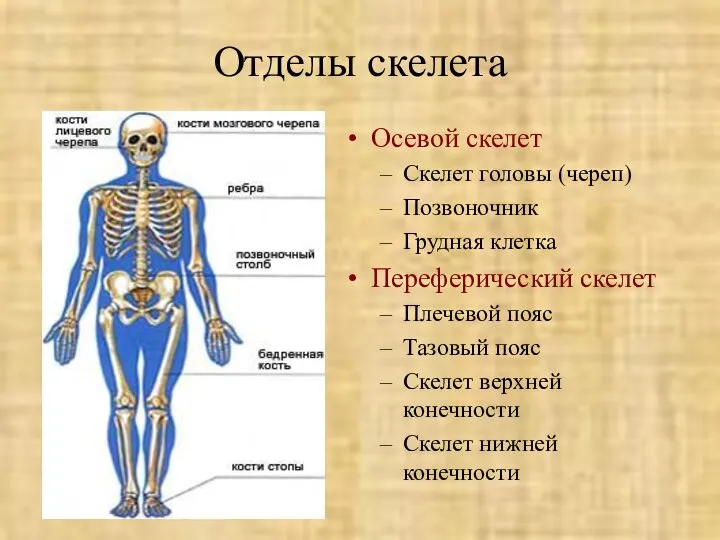 Отделы скелета Осевой скелет Скелет головы (череп) Позвоночник Грудная клетка Переферический скелет