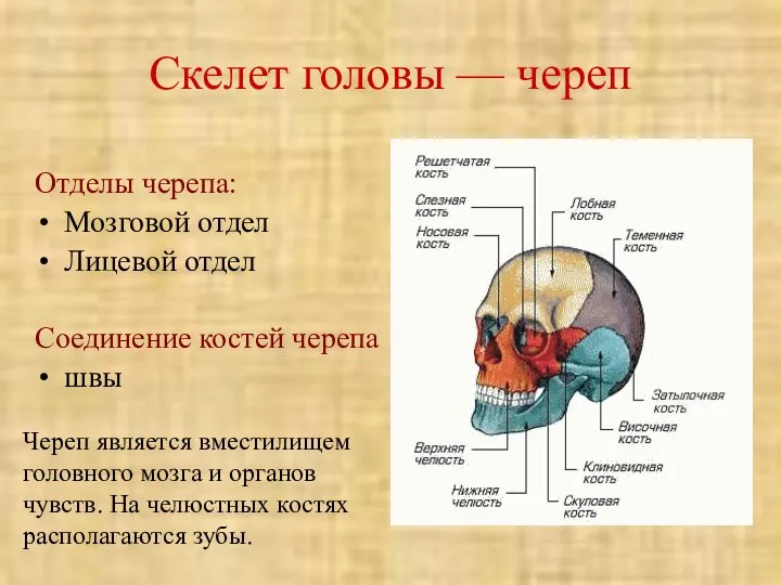 Скелет головы — череп Отделы черепа: Мозговой отдел Лицевой отдел Соединение костей