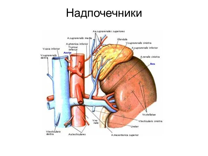 Надпочечники