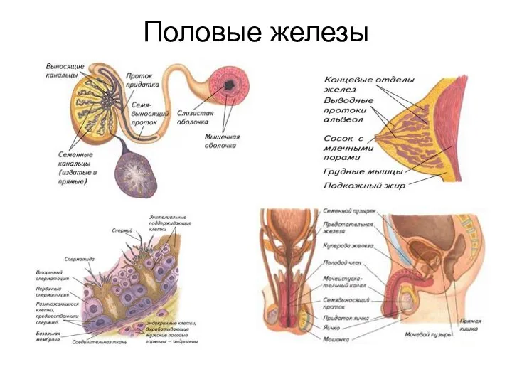 Половые железы