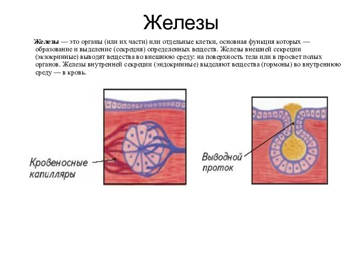 Железы Железы — это органы (или их части) или отдельные клетки, основная