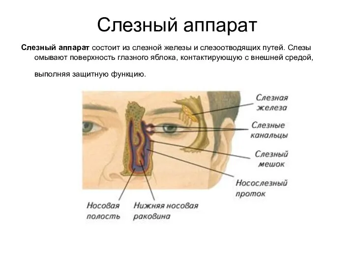 Слезный аппарат Cлезный аппарат состоит из слезной железы и слезоотводящих путей. Слезы