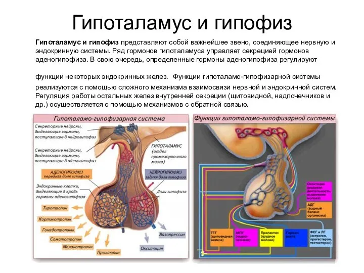 Гипоталамус и гипофиз Гипоталамус и гипофиз представляют собой важнейшее звено, соединяющее нервную