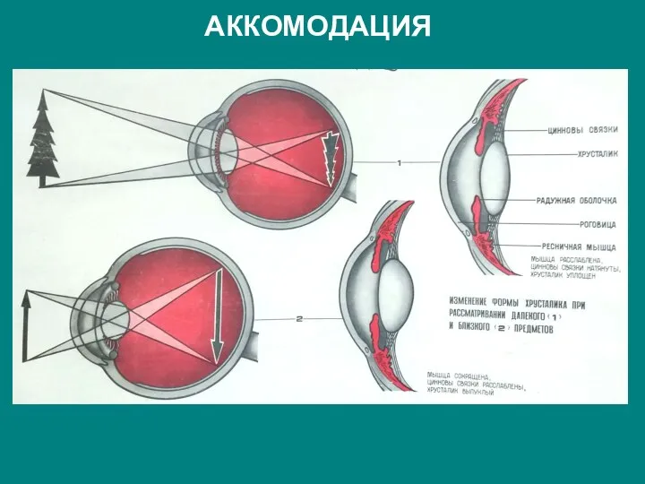 АККОМОДАЦИЯ