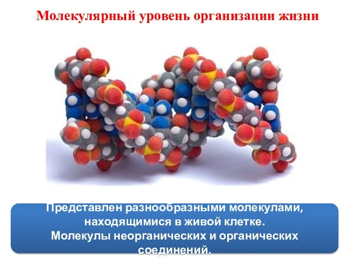 Молекулярный уровень организации жизни Представлен разнообразными молекулами, находящимися в живой клетке. Молекулы неорганических и органических соединений.