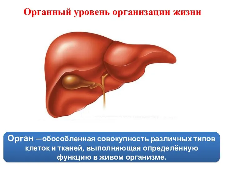 Органный уровень организации жизни Орган —обособленная совокупность различных типов клеток и тканей,