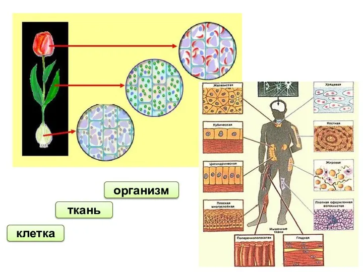 клетка ткань организм