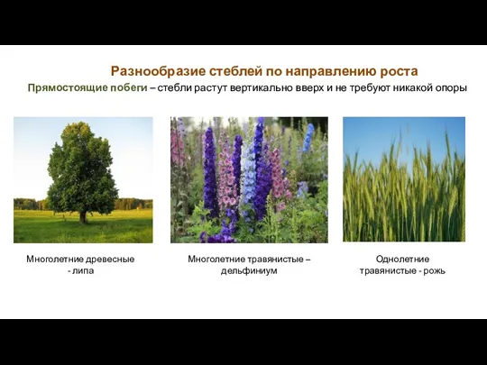 Разнообразие стеблей по направлению роста Многолетние древесные - липа Многолетние травянистые –