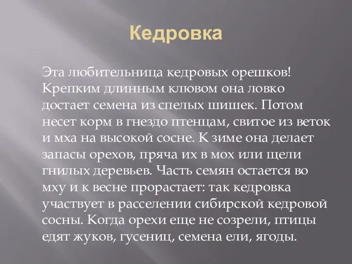 Кедровка Эта любительница кедровых орешков! Крепким длинным клювом она ловко достает семена